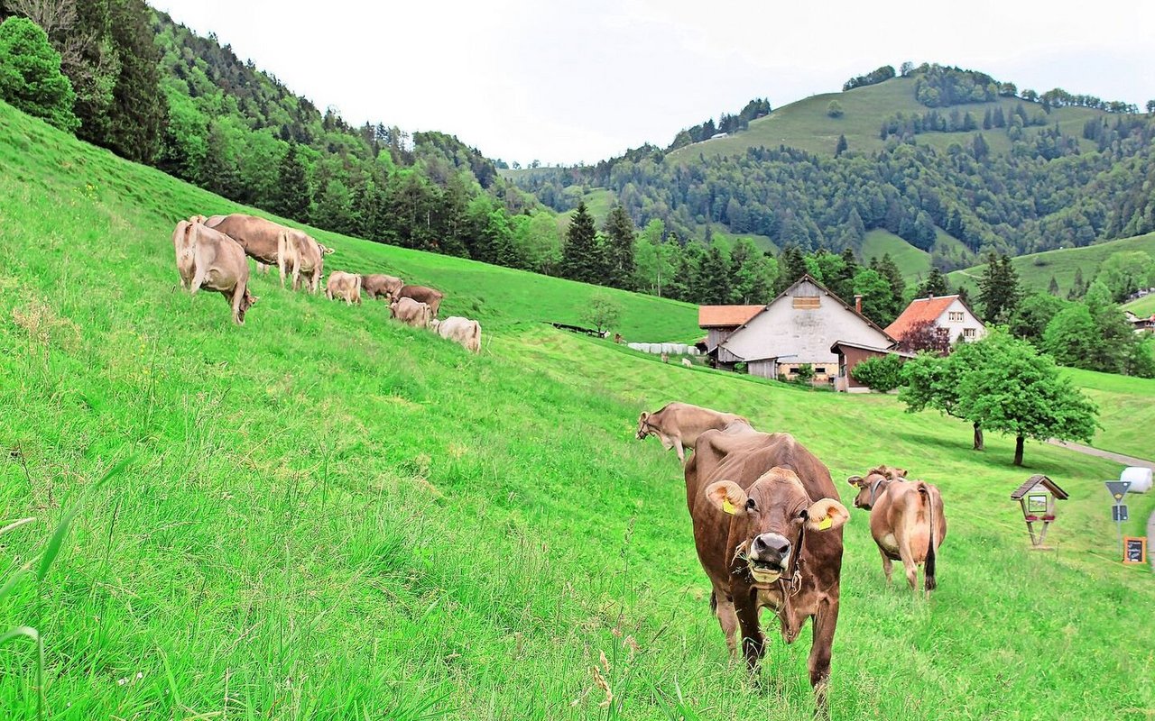 Die Kühe von Hubert Kühne bewegen sich trittsicher auf den steilen Weiden rund um den Betrieb.