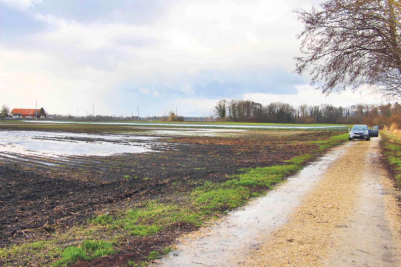 Das Ausmass der Bodensenkung im Grossen Moos zeigt sich hier an einem Beispiel im bernischen Ins: Mitte Januar dieses Jahres sammelte sich das Regenwasser in den entstandenen Bodensenken zu einer grossen Wasserlache. (Bilder Peter Thomet/Curdin à Porta)