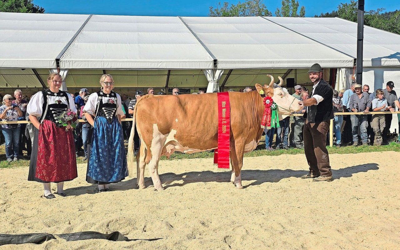 Die Schönste von allen: Die Simmentalerin Tornado Paula von Erwin Brügger-Studer holte den Titel der Miss Wasen.