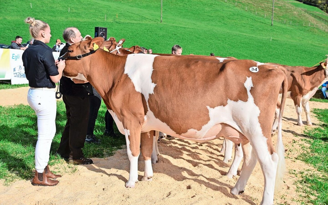 Sie siegte in der Klasse 5 der SF-Kühe: Gasser’s Tauron Leila von Peter Gasser aus Eggiwil.