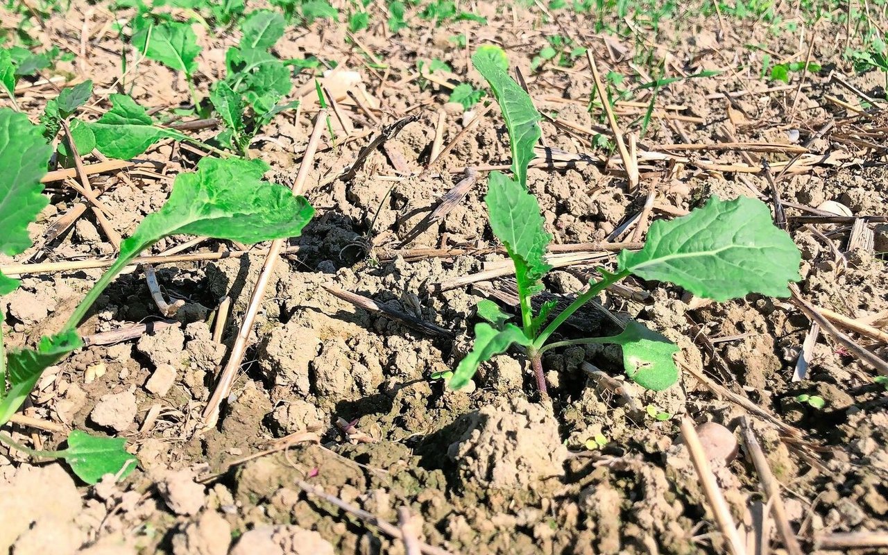 Raps sollte nicht zu üppig in den Winter gehen, zuvor aber gegen Schädlinge bestehen können.