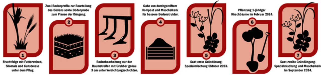 Schematische Darstellung des Vorgehens von Urs Pulfer, um auf einem langjährgen Ackerstandort eine gesunde Kirschenanlage zu erstellen. Die erste Gründünung wurde spät gesät, im September wäre besser gewesen.