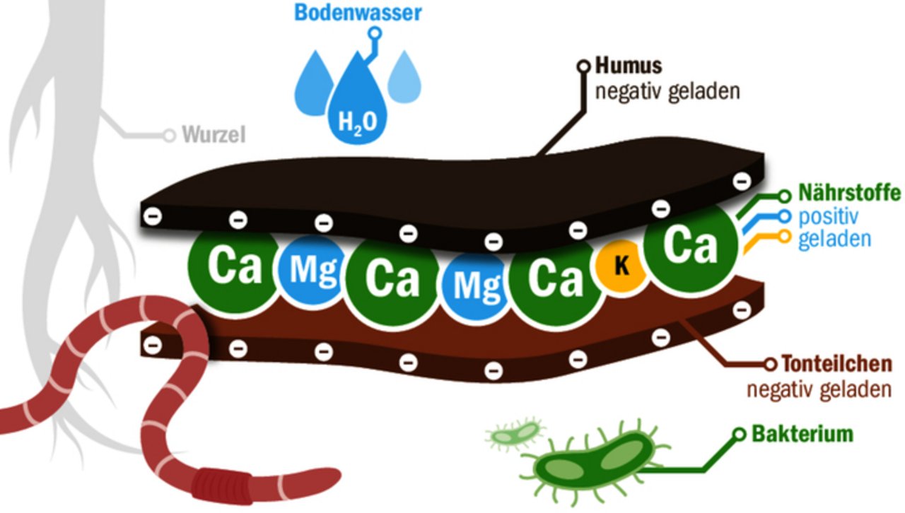 Von Kalzium zusammengehaltene Ton-Humus-Komplexe bilden Krümel. Drumherum hat es Raum für Wurzeln, Wasser und Luft.