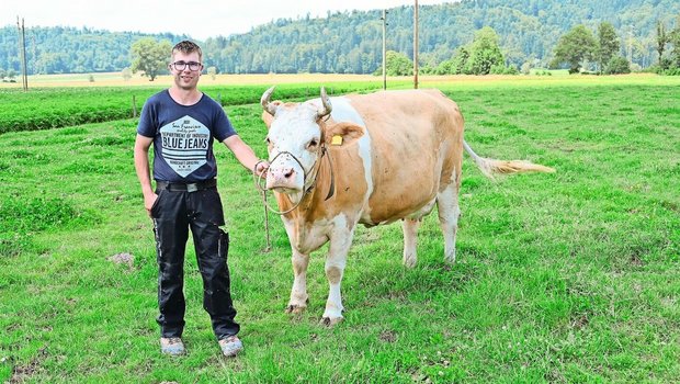 Haleika ist momentan Mike Friedlis schönste Kuh im Stall. Für ihn war schon früh klar, dass auf seinem Hof nur reine Simmentaler stehen sollen. Die Freude an dieser Rasse übernahm er vom Grossvater. 