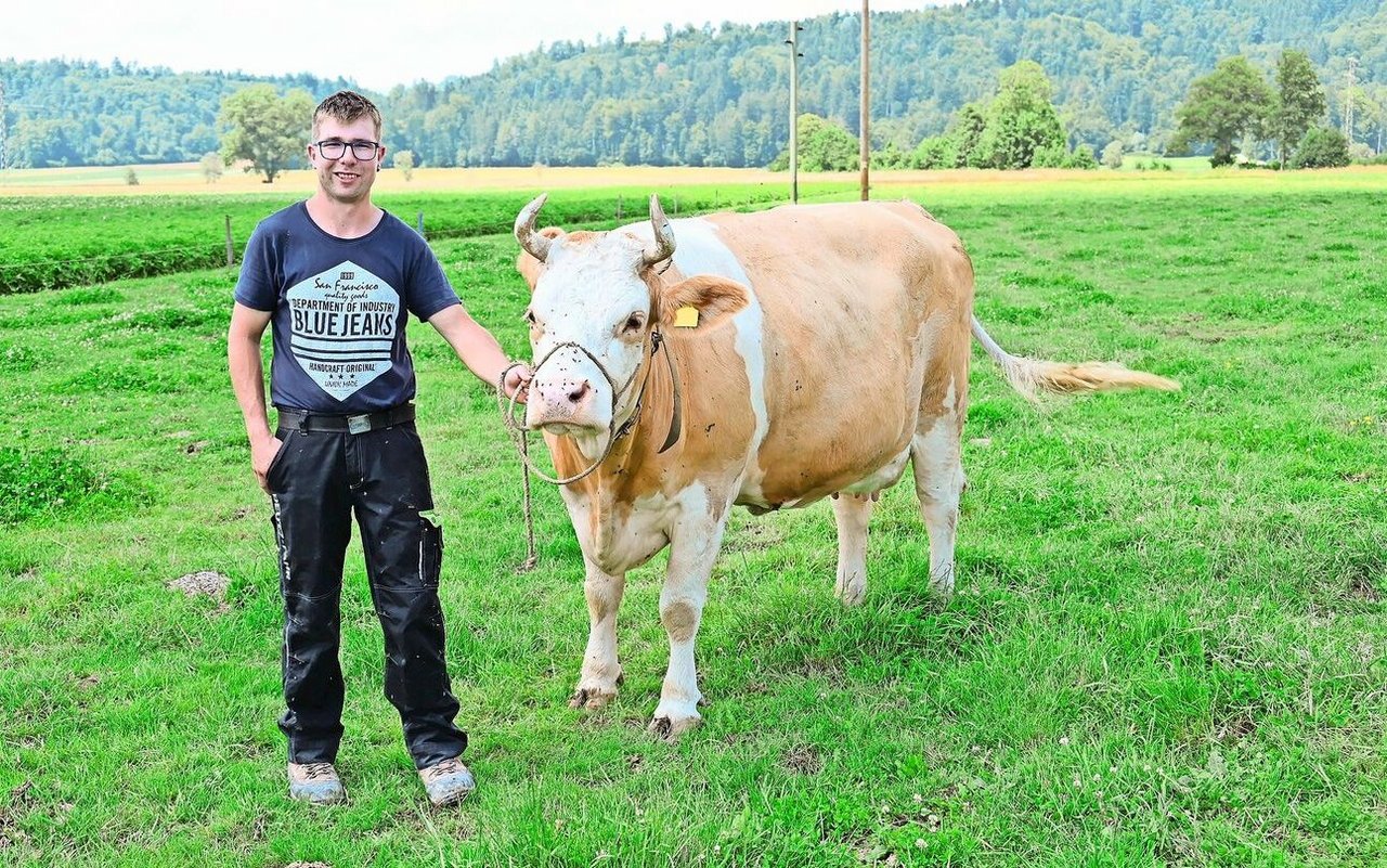 Haleika ist momentan Mike Friedlis schönste Kuh im Stall. Für ihn war schon früh klar, dass auf seinem Hof nur reine Simmentaler stehen sollen. Die Freude an dieser Rasse übernahm er vom Grossvater. 