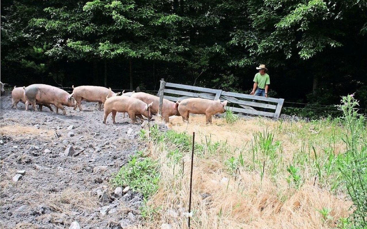 Das Holztor vereinfacht es, die Schweinegruppe zu versetzen. 