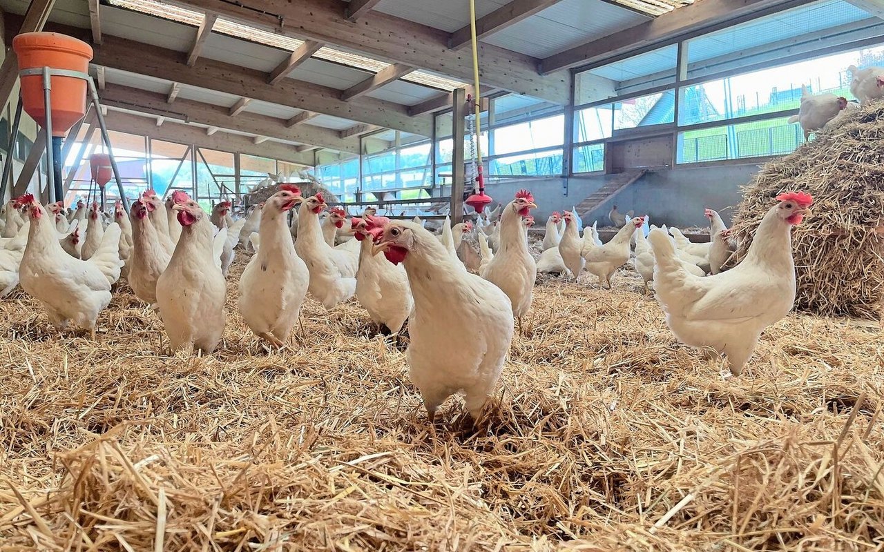 Eierproduktion ist der Hauptbetriebszweig bei Stadelmanns: 8300 Legehennen produzieren in zwei Ställen.