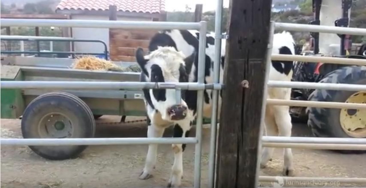 Für den jungen Stier William ist ein Gatter gar kein Problem. (Bild Screenshot Youtube farmsanctuary1)