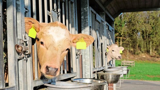 Ein Hingucker, diese pastellfarbenen Kälber. Die Farbe ergibt sich durch Kreuzungen von RH- (Kalb l.) oder HO-Kühen (r.) mit einem Charolais-Stier.