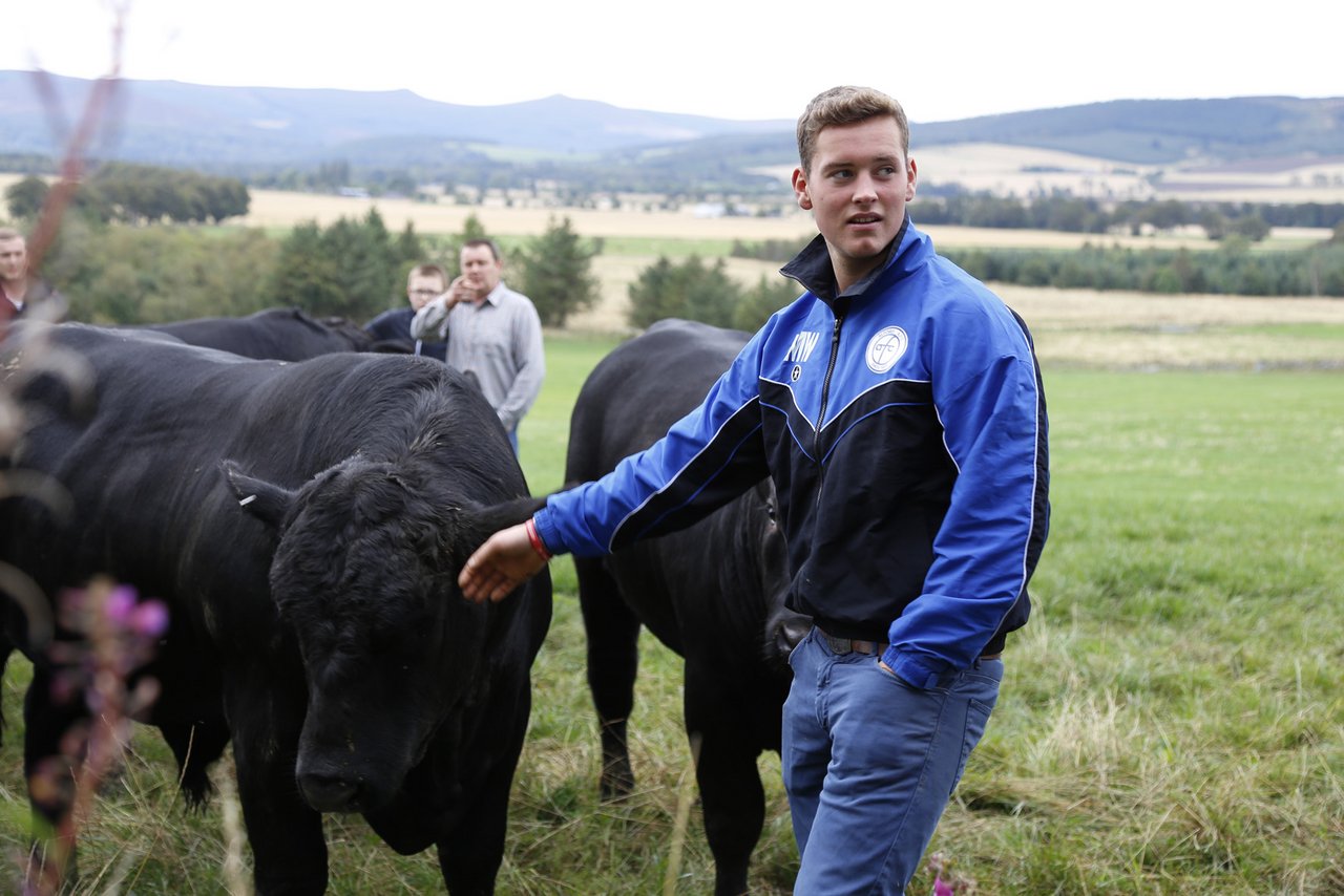 Mark Wattie mit Jungstieren auf der Weide. Bild 2: Einer der ... (Bilder Jonas Ingold)