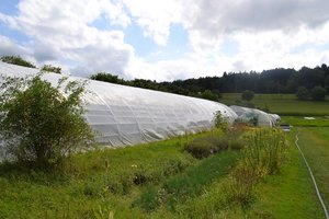 Dank der vielen Mitarbeiter (den Genossenschaftern in der Solwai) kann man kleinräumig und mit viel Handarbeit anbauen. (Bild jsc)