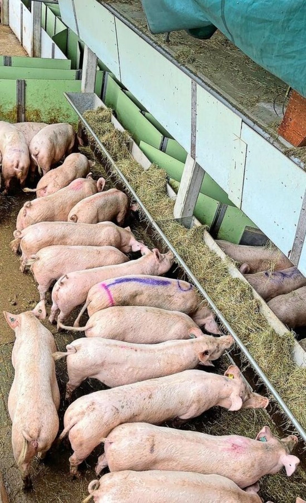 Beschäftigung und Futter: Galtsauengruppe an der Heuraufe im Freien auf dem Betrieb Mariahalden.