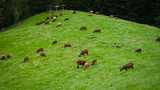 Aufgrund eines Unfalles mussten Doris und Hanspeter Blaser ihren Betrieb von Milchvieh auf Schafhaltung umstellen. (Bild: Micha Röthlisberger)