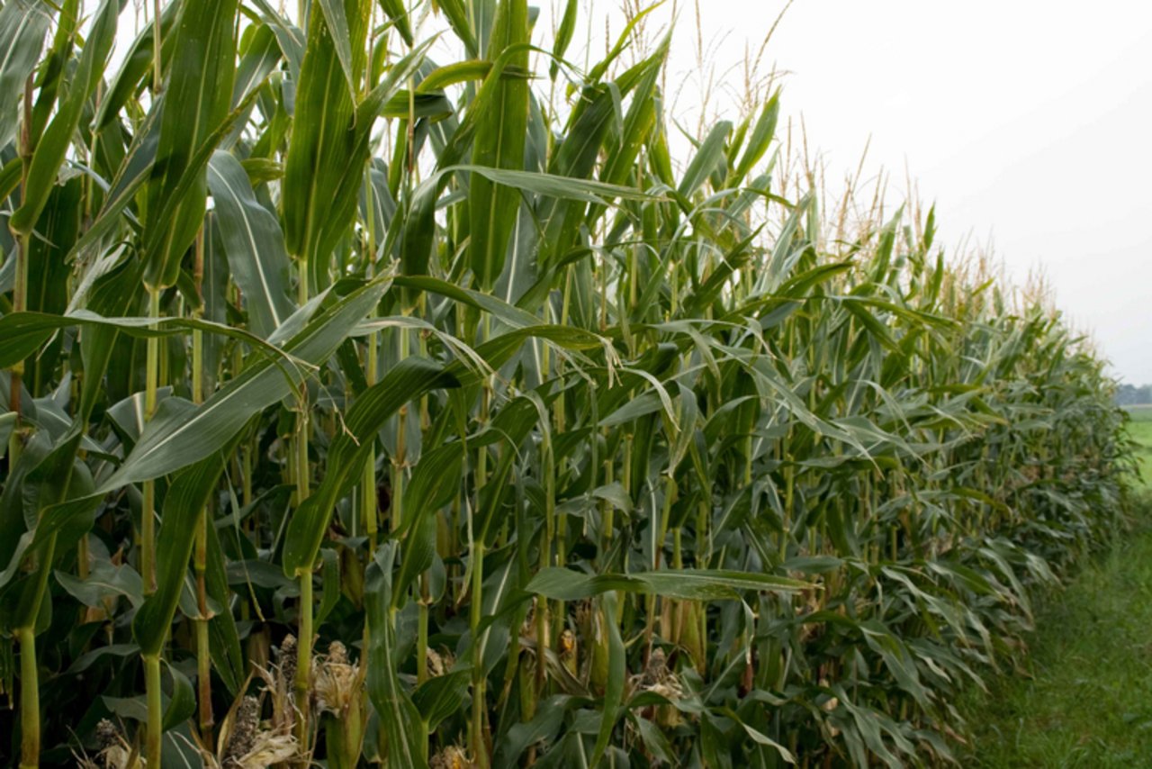 Bislang findet man in der Schweiz gentechnisch veränderte Pflanzen im Freien nur hinter Gittern und gut bewacht auf der «Protected Site» von Agroscope , wo Versuche damit stattfinden. (Bild lid) 