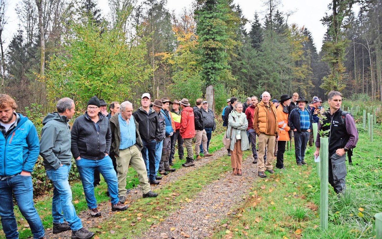 Revierförster Marc Mäder (rechts) erzählt den Teilnehmenden, warum die Burgergemeinde auf dieser Waldparzelle auf die Eiche gesetzt hat. Vorher standen hier Eschen, die dem Eschentriebsterben zum Opfer fielen. 