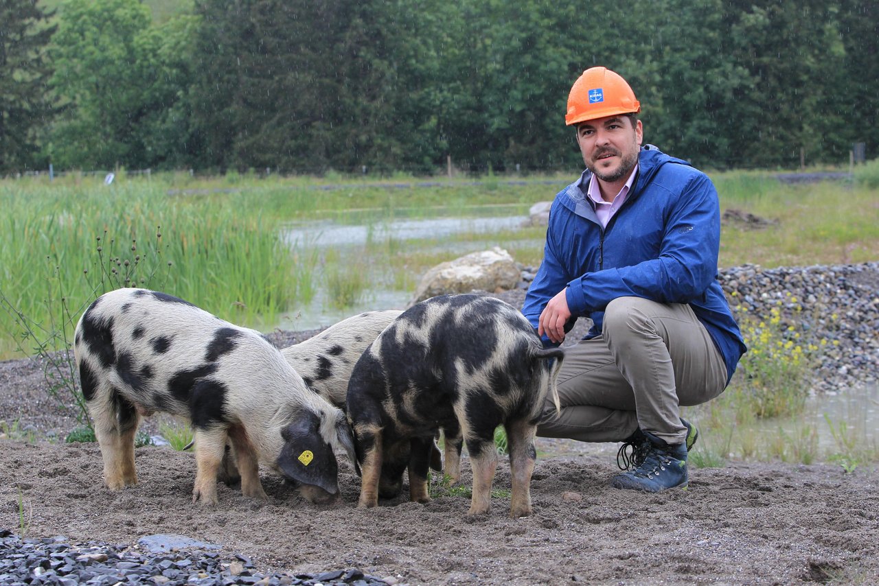 Baudirektor Florian Weber ist von den drei Turopolje-Schweine höchst angetan, die im ehemaligen Schlammweiher der Kibag AG in Edlibach als Naturschützer im Einsatz sind. (Bild zg.ch)