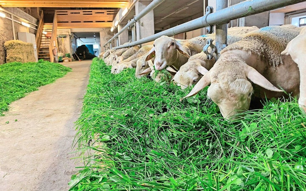 Die Milchschafe lieben das frische Gras und würden wohl am liebsten den ganzen Tag über fressen.