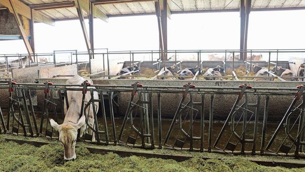 Galtkühe sollten von der produzierenden Herde getrennt und im Idealfall in zwei Phasen gefüttert werden.