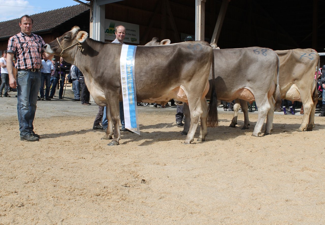 Das Podest (v.l.): Champion Daria und Vice Champion Rubina beide von Thomas Bucher, Neuenkirch und die Mention Honorable, Vasir Valonne vom Gutsbetrieb Dottenberg, Adligenswil. (Bild Reto Betschart)