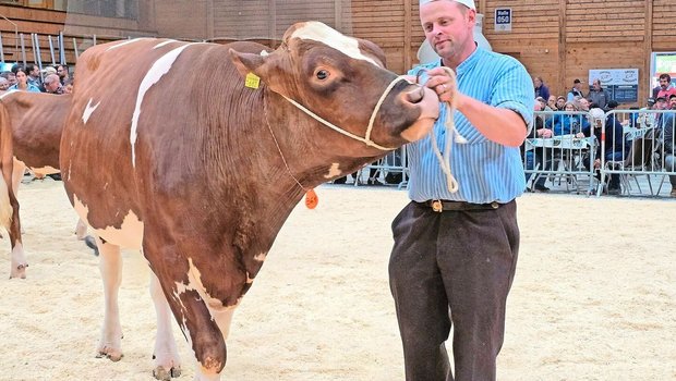 Bei den Swiss Fleckvieh holte sich Alpkuh Tom Anjo von Bruno und Sandra Beyeler aus Plaffeien den Titel.