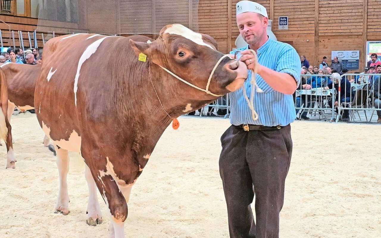 Bei den Swiss Fleckvieh holte sich Alpkuh Tom Anjo von Bruno und Sandra Beyeler aus Plaffeien den Titel.