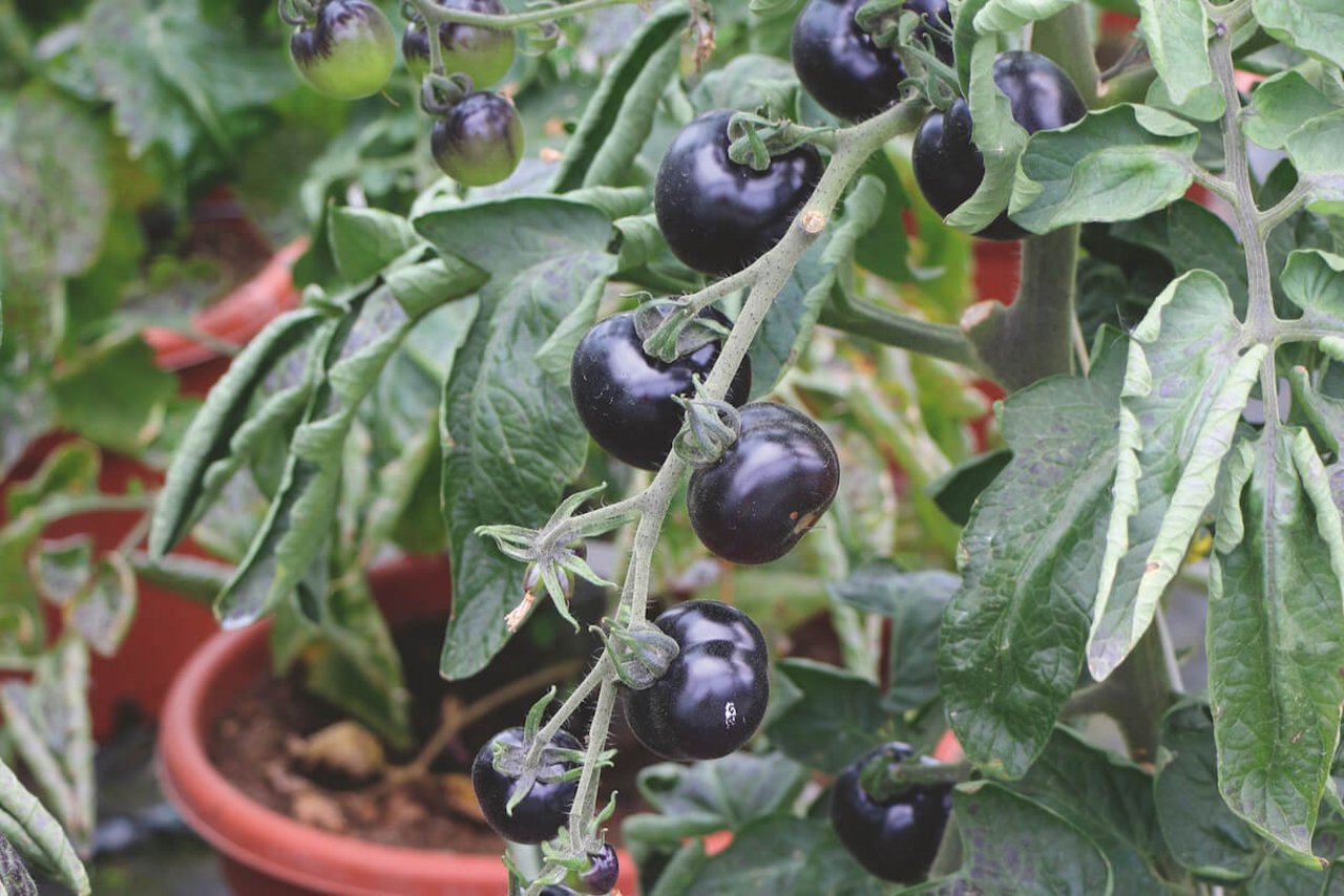 Dunkle Tomaten wie «Indigo Rose» reifen fast immer viel später als helle Sorten. (Foto: Eveline Dudda)