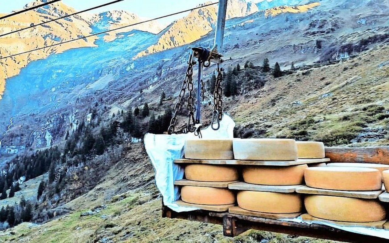 Auch beim Transport der Käselaibe besteht die Gefahr, dass diese mit Listerien kontaminiert werden.