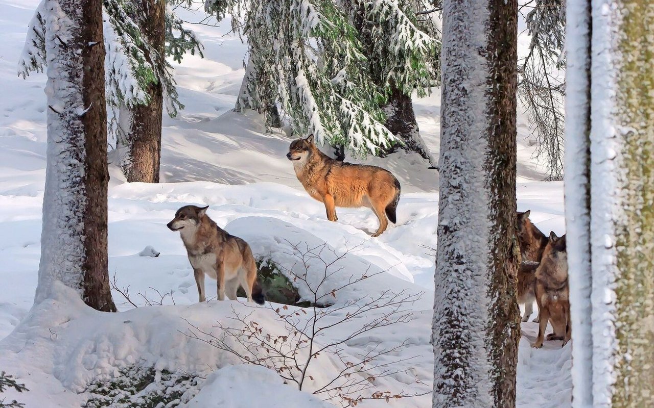 Die Kantone Waadt, Wallis, Tessin, Graubünden und St. Gallen wollen in diesem Winter Wolfsrudel mit präventiven Abschüssen regulieren.