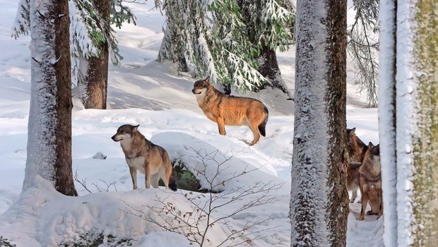 Die Kantone Waadt, Wallis, Tessin, Graubünden und St. Gallen wollen in diesem Winter Wolfsrudel mit präventiven Abschüssen regulieren.