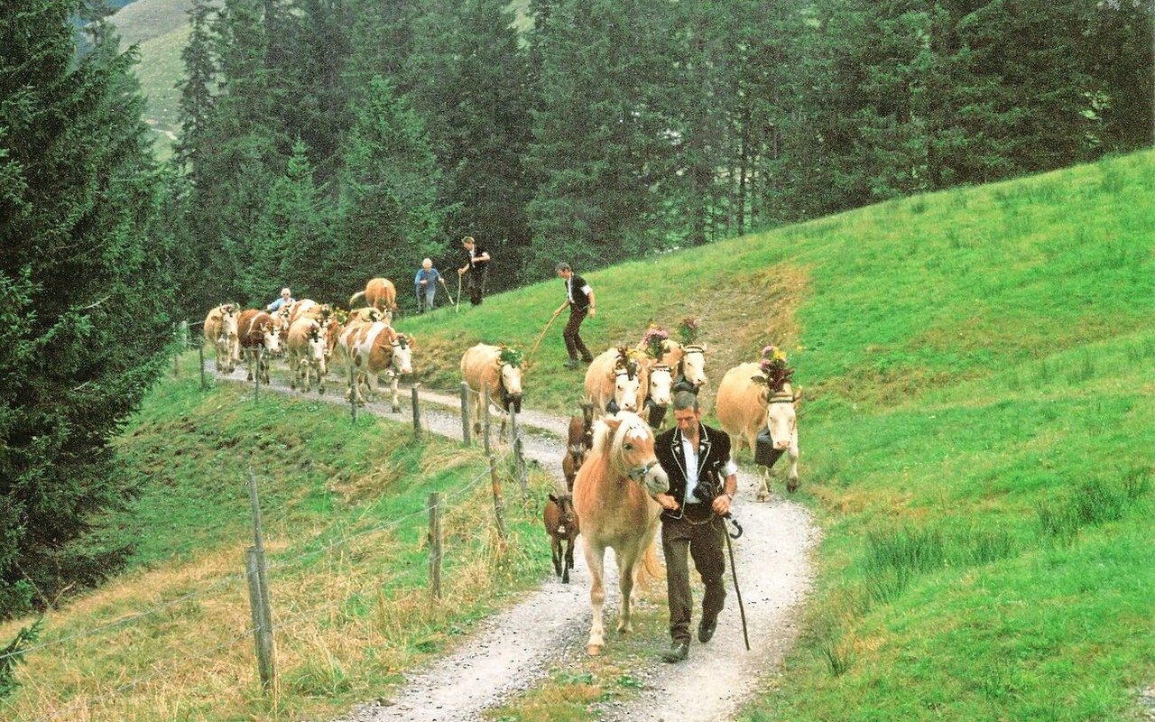 Im Herbst geht es von der Alp wieder zurück ins Tal. Konrad Klötzli vorneweg.