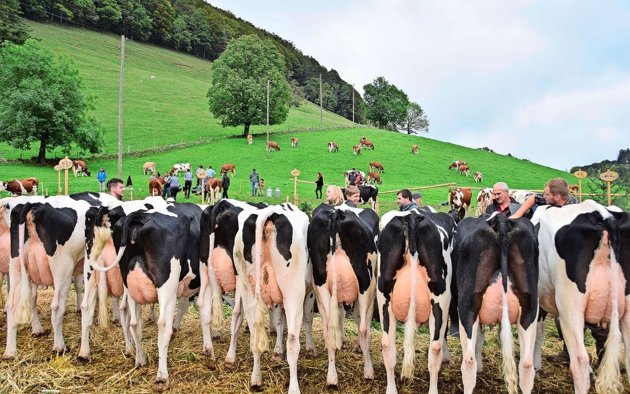 An der Viehschau sind jeweils alle vier Rassen vertreten: von der Simmentaler- bis hin zur Holsteinkuh. 