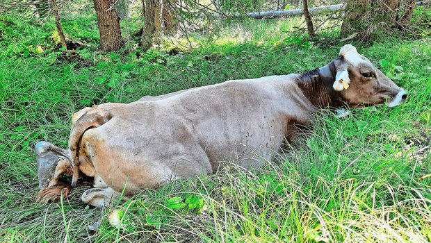 Keine Chance: Kuh Flurin steckt im Schlamm fest. Ohne Bergung durch den Helikopter wird es nicht gehen. Somit ist Flurin die zweite Kuh, die diesen Alpsommer ausgeflogen wird.