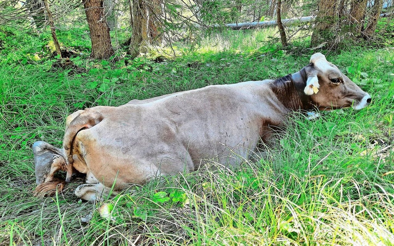 Keine Chance: Kuh Flurin steckt im Schlamm fest. Ohne Bergung durch den Helikopter wird es nicht gehen. Somit ist Flurin die zweite Kuh, die diesen Alpsommer ausgeflogen wird.