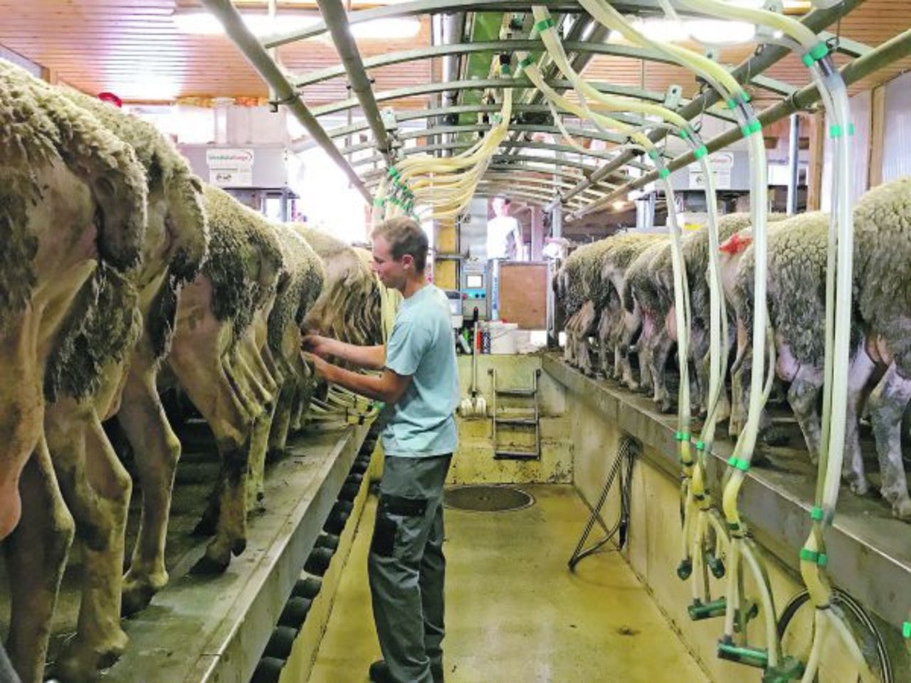 Viele Landwirte melken nun morgens und abends nicht mehr Kühe, sondern Schafe oder Ziegen. Doch auch für sie könnte es langsam eng werden. (Bild akr)