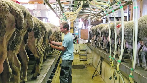 Viele Landwirte melken nun morgens und abends nicht mehr Kühe, sondern Schafe oder Ziegen. Doch auch für sie könnte es langsam eng werden. (Bild akr)