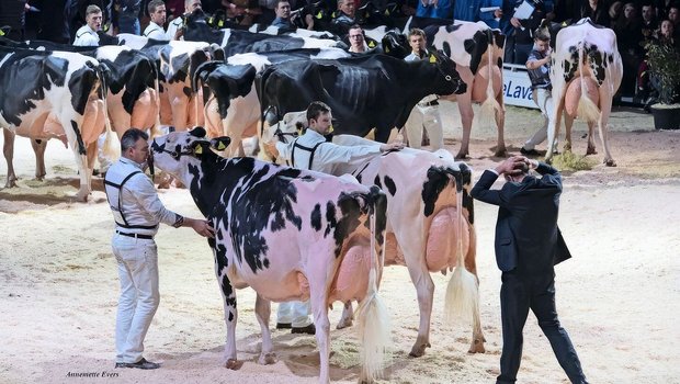 Heute gibt es in der Schweiz viele schöne Holsteinkühe. Die Rangierung ist für die Richter manchmal nicht einfach.