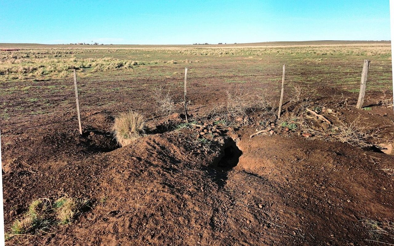 Die Vizcachas, bis zu 7 kg schwere Nagetiere, bereiten Egon Tschol eine Menge Ärger auf seiner Farm. Sie fressen alles, was wächst, und ihre Tunnel und Bauten sind eine Gefahr für das Vieh. 