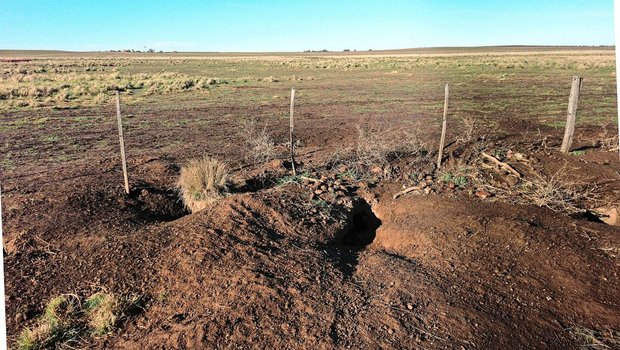 Die Vizcachas, bis zu 7 kg schwere Nagetiere, bereiten Egon Tschol eine Menge Ärger auf seiner Farm. Sie fressen alles, was wächst, und ihre Tunnel und Bauten sind eine Gefahr für das Vieh. 