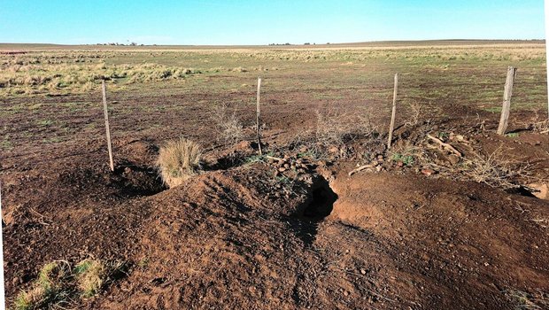 Die Vizcachas, bis zu 7 kg schwere Nagetiere, bereiten Egon Tschol eine Menge Ärger auf seiner Farm. Sie fressen alles, was wächst, und ihre Tunnel und Bauten sind eine Gefahr für das Vieh. 