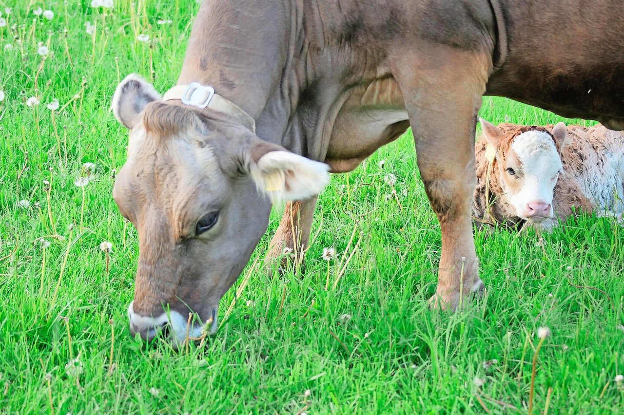 Auf PFAS-belasteten Böden darf nicht mehr geweidet werden. Der Kanton St. Gallen will mit einem Sonderkredit unter anderem auch Zukäufe von unbelastetem Heu und Silage finanziell abfedern.