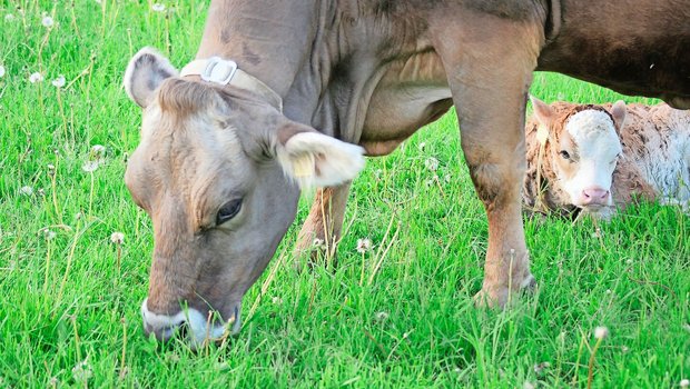 Auf PFAS-belasteten Böden darf nicht mehr geweidet werden. Der Kanton St. Gallen will mit einem Sonderkredit unter anderem auch Zukäufe von unbelastetem Heu und Silage finanziell abfedern.