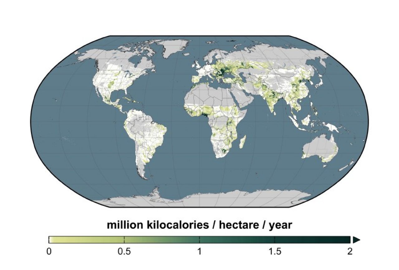 Würde man die Ernteerträge in den entscheidenden Regionen auf 50 Prozent des Möglichen erhöhen, könnte die Erde zusätzlich 850 Millionen Menschen ernähren. Nachholbedarf besteht hier vor allem in Afrika, Teilen Asiens und Osteuropa. (Bild: Science/AAAS)