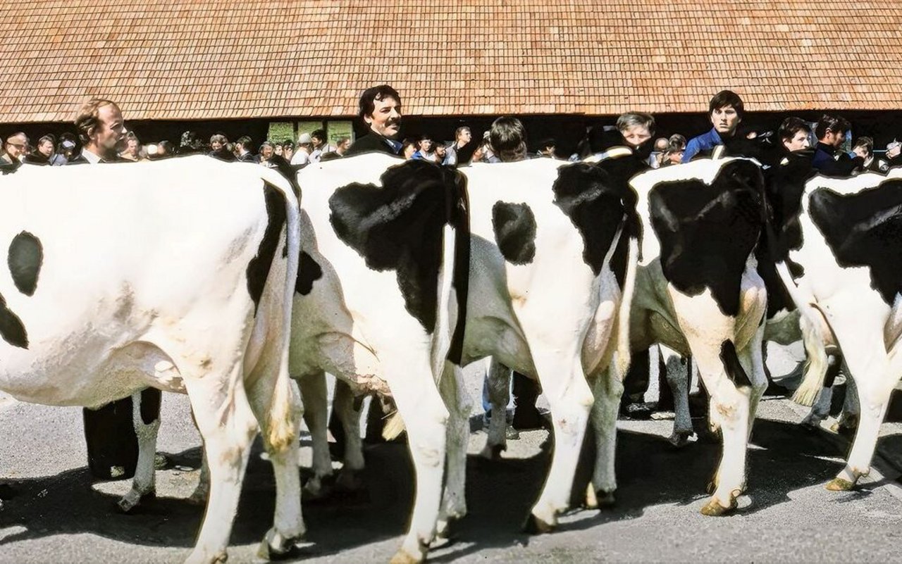 Tausende von Besuchern strömten damals zur Versteigerung der Familie Dupasquier. Sie galt als führend in der Holsteinzucht. 