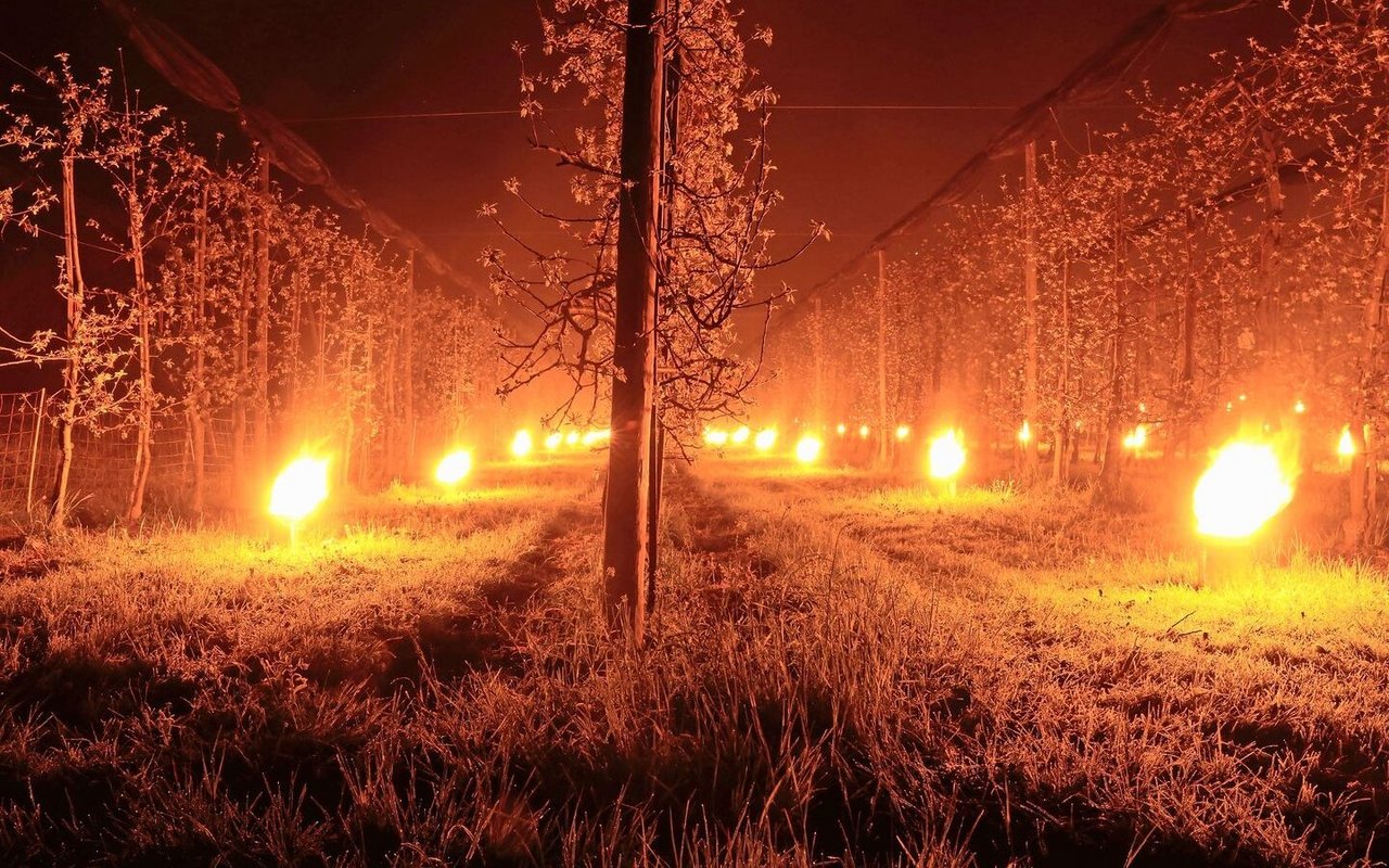 Ein typisches Problem des Klimawandels: Die frühere Vegetationsentwicklung erhöht das Risiko von Spätfrösten. Zur Verhinderung von Frostschäden kommen in den Obstanlagen sogenannte Frostkerzen zum Einsatz. 