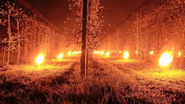 Ein typisches Problem des Klimawandels: Die frühere Vegetationsentwicklung erhöht das Risiko von Spätfrösten. Zur Verhinderung von Frostschäden kommen in den Obstanlagen sogenannte Frostkerzen zum Einsatz. 