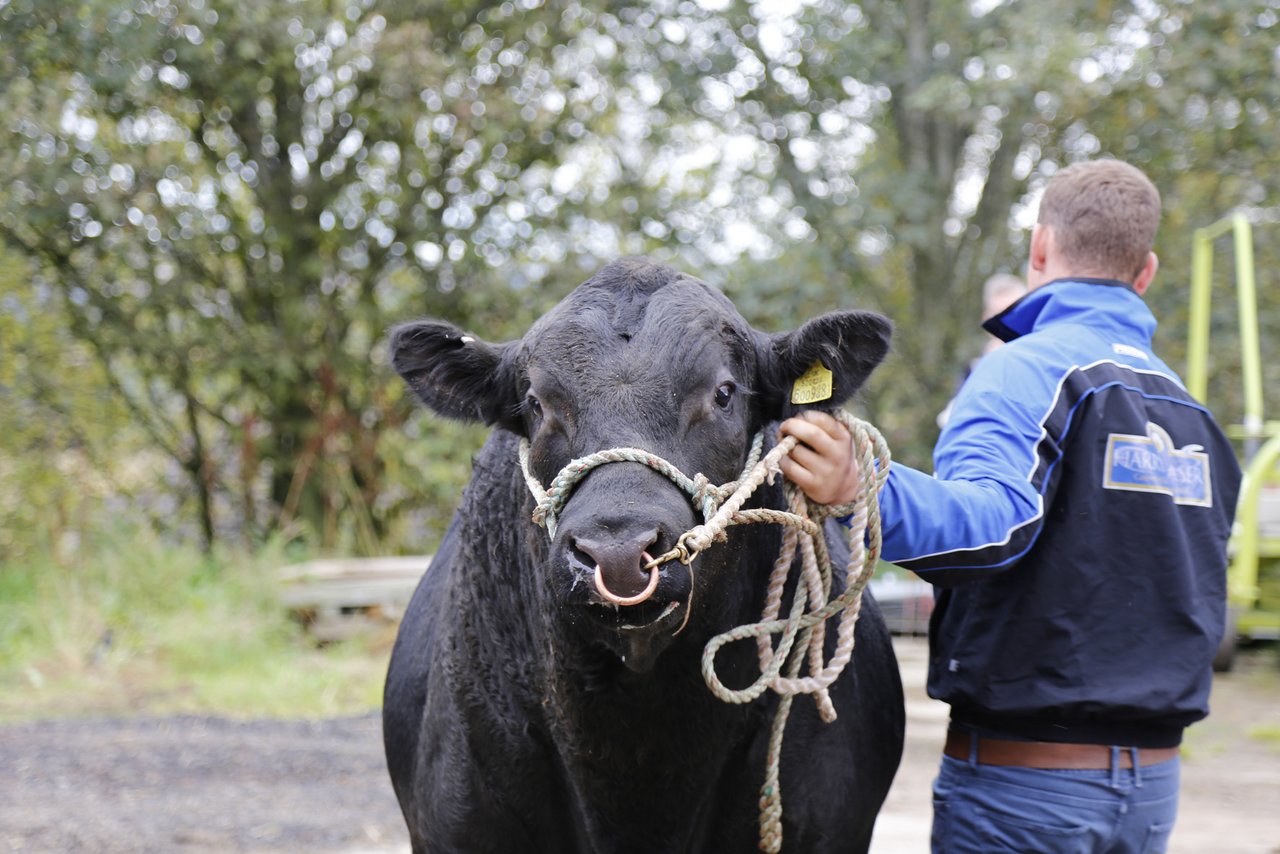 Vorzeigestiere der Farm. 