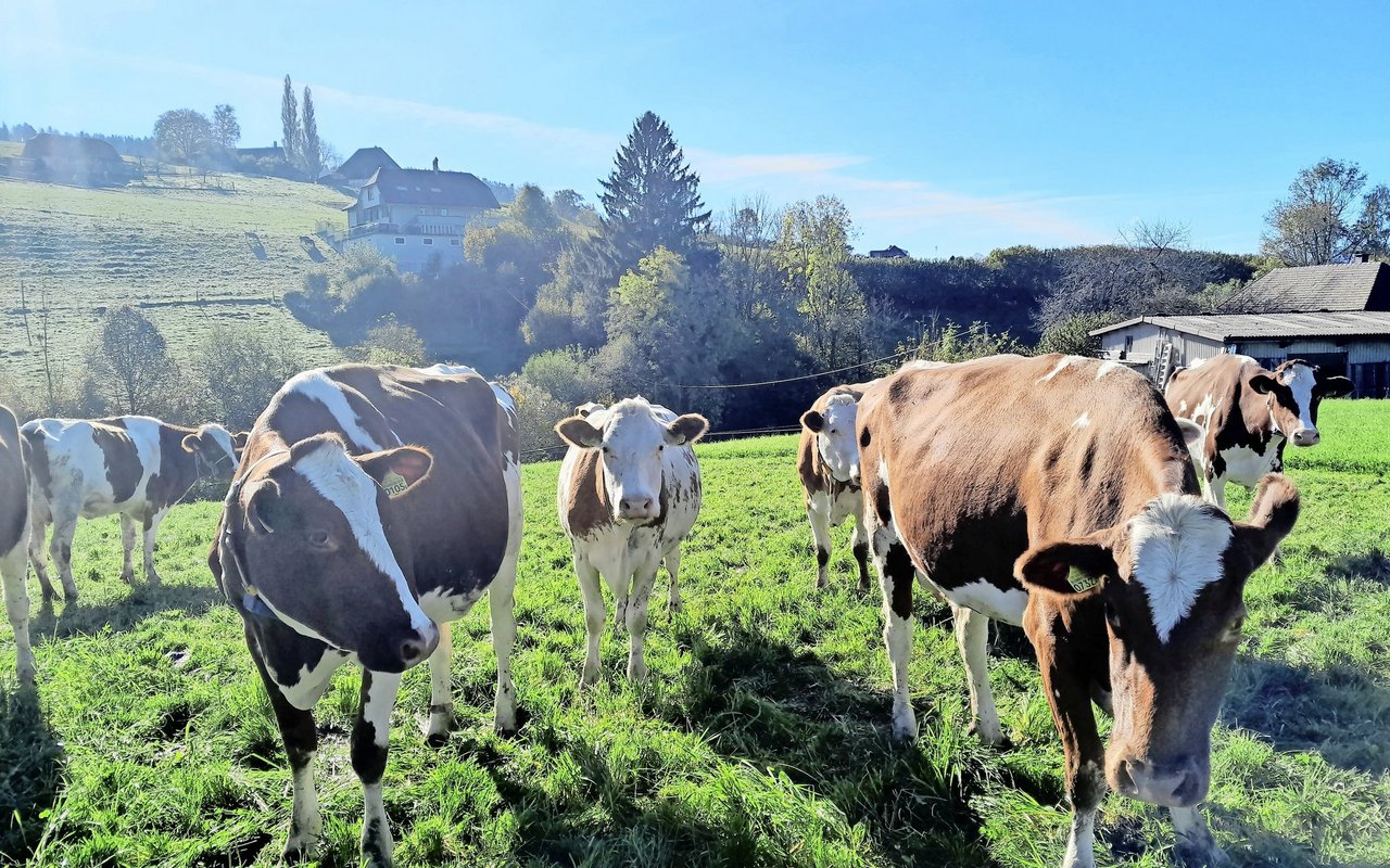 Neugierig, aber ruhig: Die Milchviehherde von Familie Eichenberge