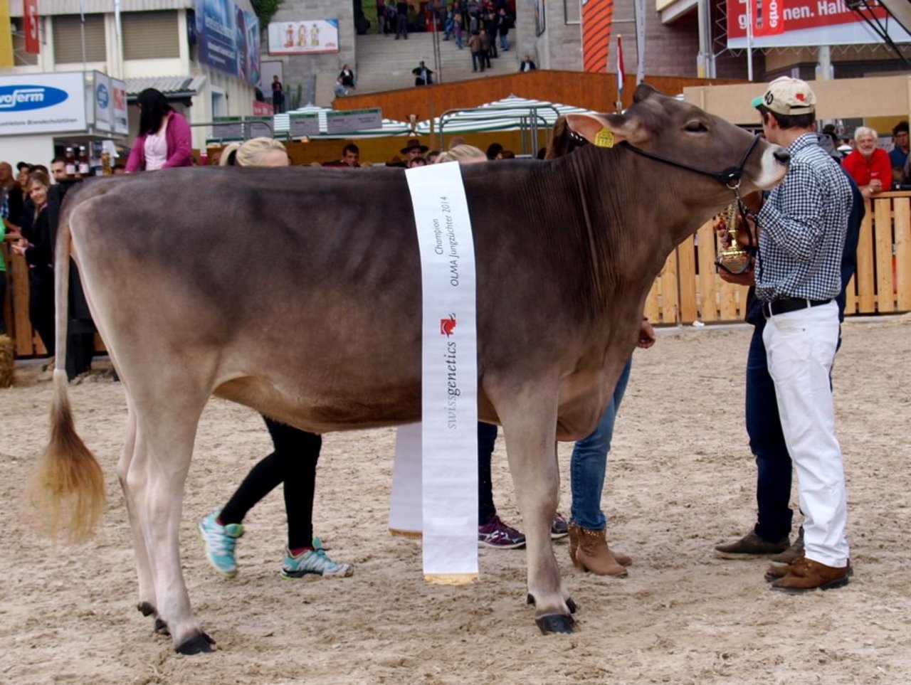 Die Champion des Jungzüchter-Wettbewerbs an der Olma heisst Felder’s BS Blooming, Franz Felder, Marbach LU mit Jungzüchter Pascal Felder. Auf dem nächsten Bild das Podest ... (Bilder: Mario Tosato)