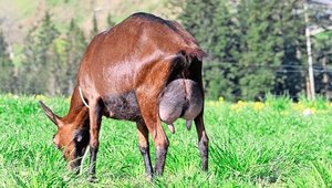 Redhill Salomon Tzat Redhill Salomon Tzatziki: Eine typische Ziege aus der Zucht von Redhill. Ein kastanienbraune Farbe, breites und straffes Hintereuter.