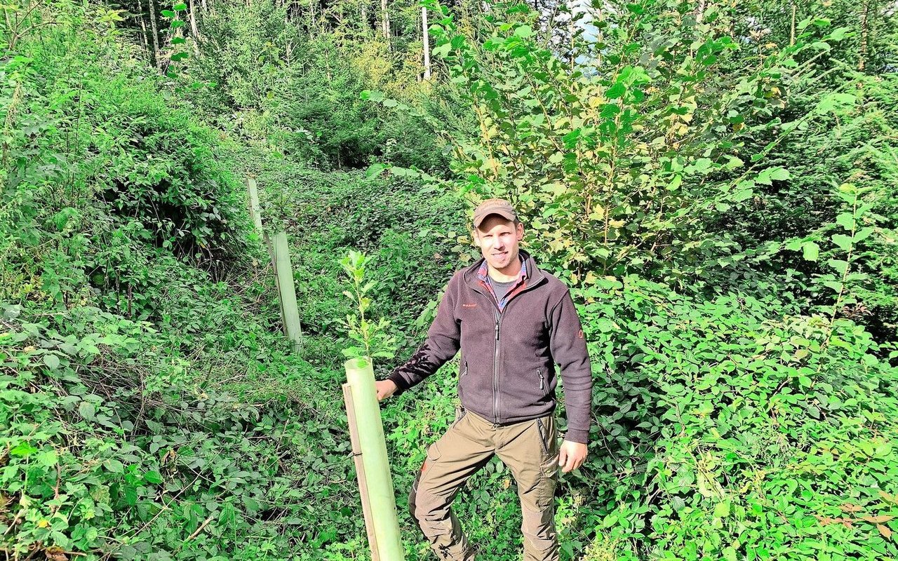 Stefan Hüsler bei einer ausgemähten jungen Eiche. Die Waldparzelle war 2021 von einem Sturm betroffen. In der lückigen Fläche wurde der bestehende Fichten- und Tannenbestand mit Eichen und Spitzahorn ergänzt. 